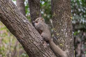 Can a Person Hunt and Survive with Just a Slingshot? — An Evidence-Based Guide for Practical & Ethical Field Use